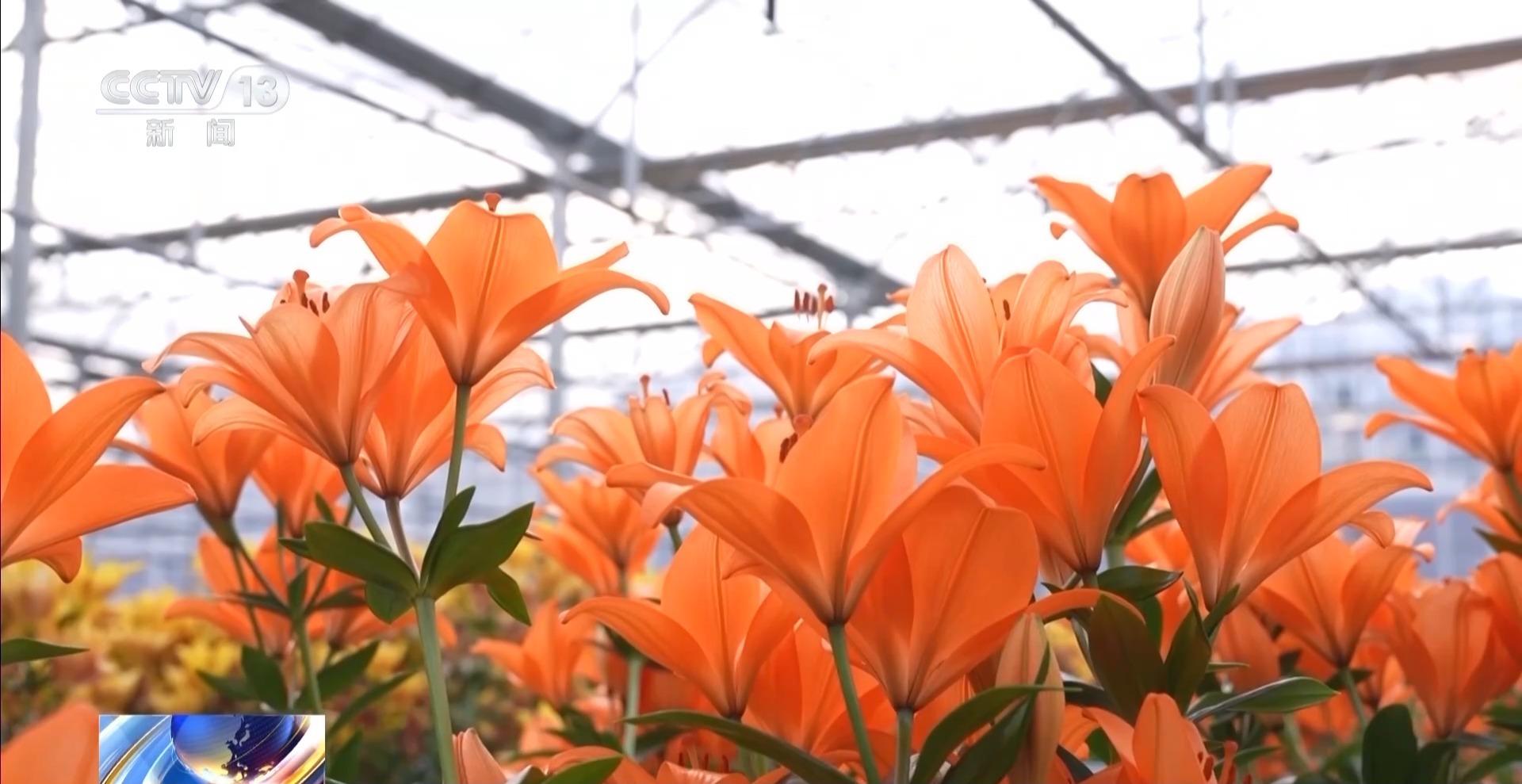 央视关注福州：春天为什么黄色的花先开？四种色素解锁“花色密码”