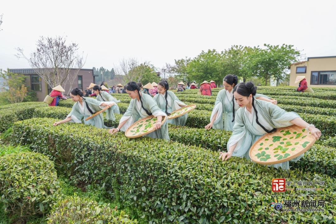 县在发生｜开茶喽！永泰这场春日茶事太热闹了