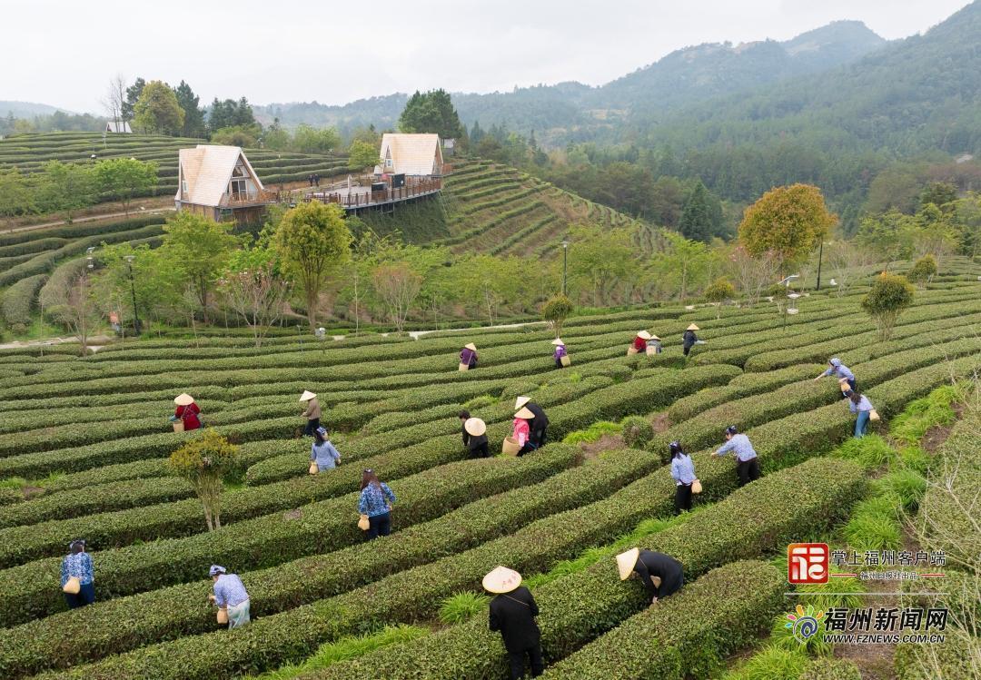 县在发生｜开茶喽！永泰这场春日茶事太热闹了
