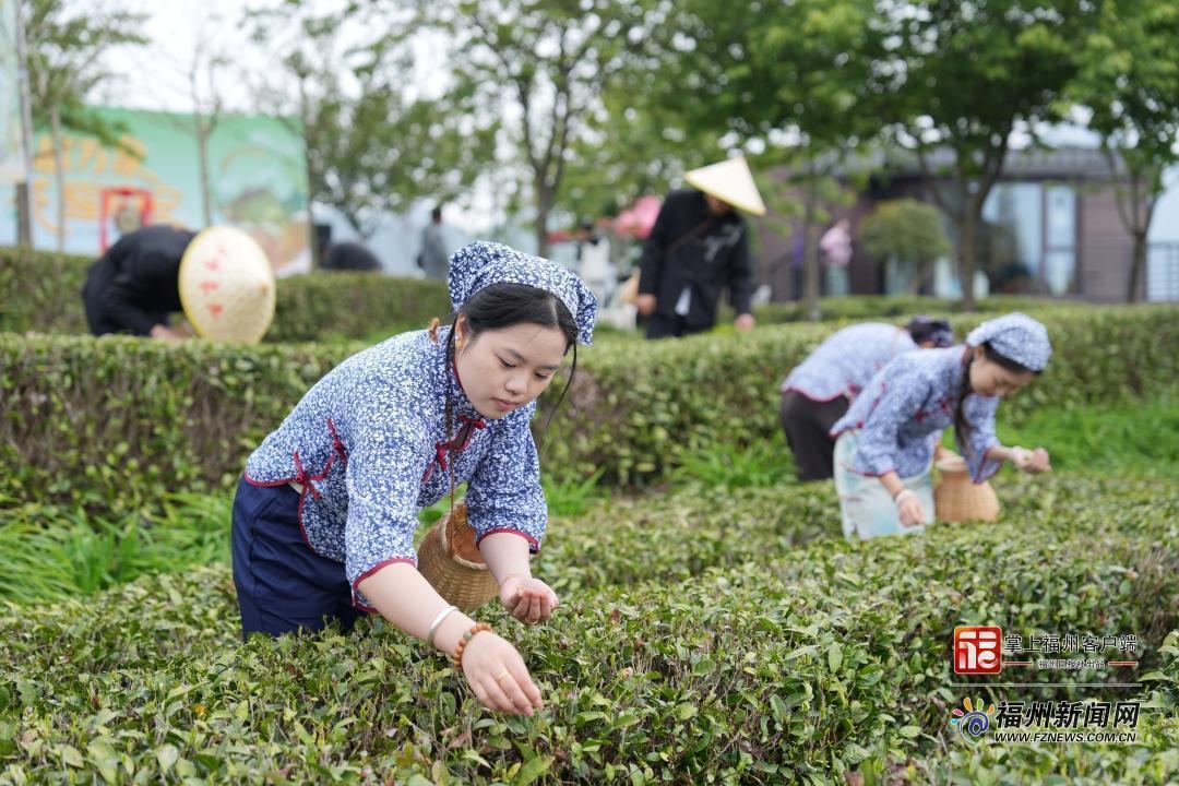 县在发生｜开茶喽！永泰这场春日茶事太热闹了