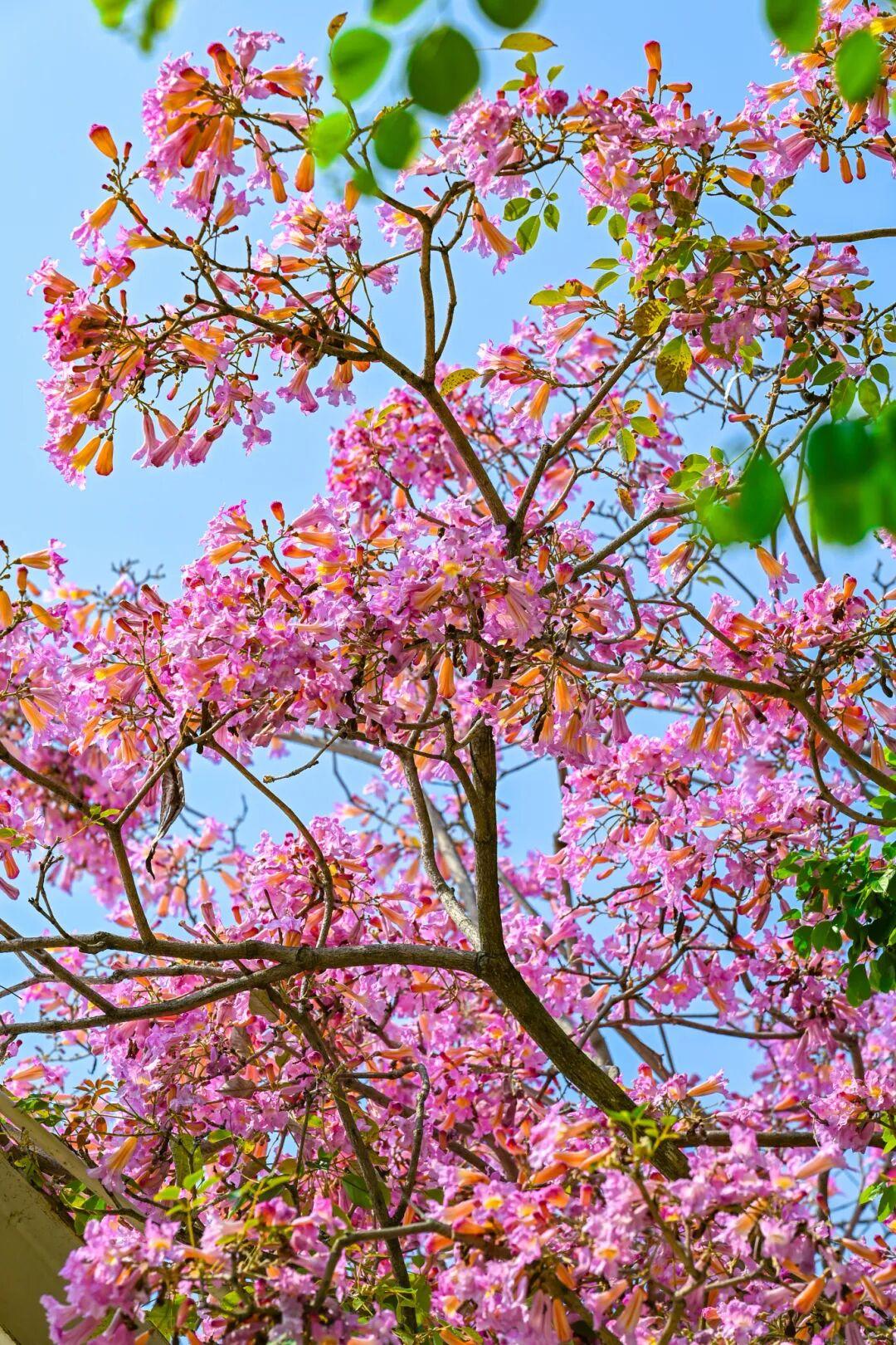 藏不住了!正成片绽放!就在晋安湖公园周边 藏不住了!正成片绽放!就在晋安湖公园周边