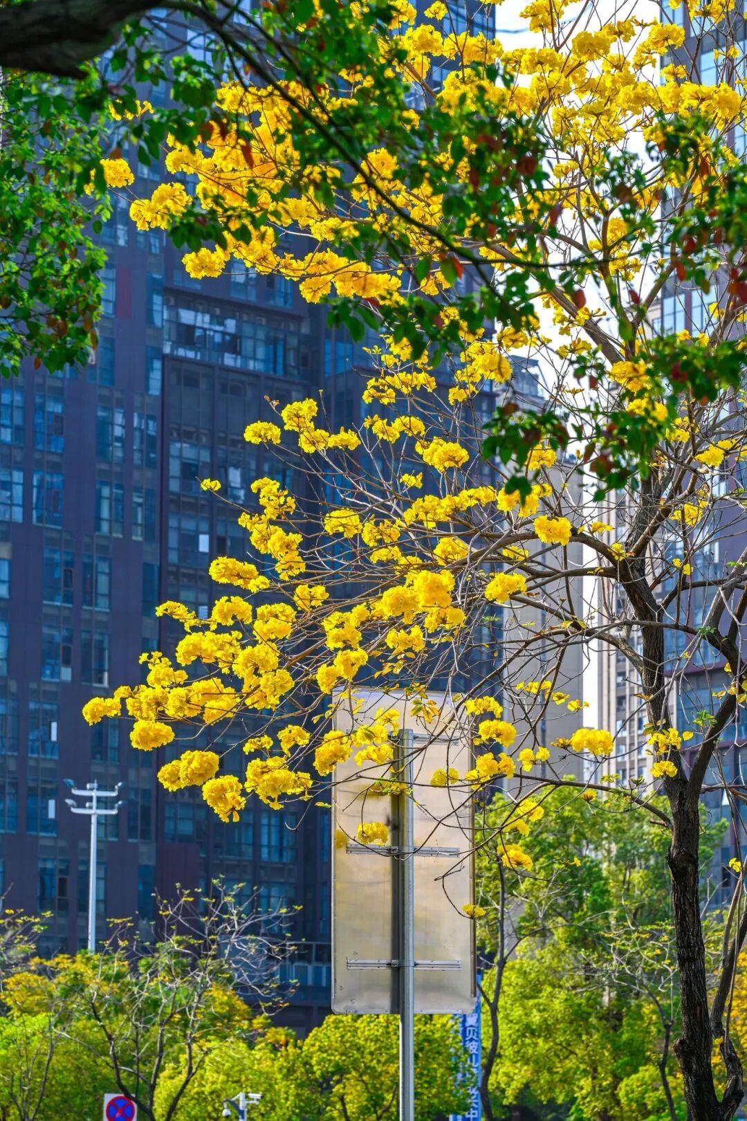 藏不住了!正成片绽放!就在晋安湖公园周边 藏不住了!正成片绽放!就在晋安湖公园周边