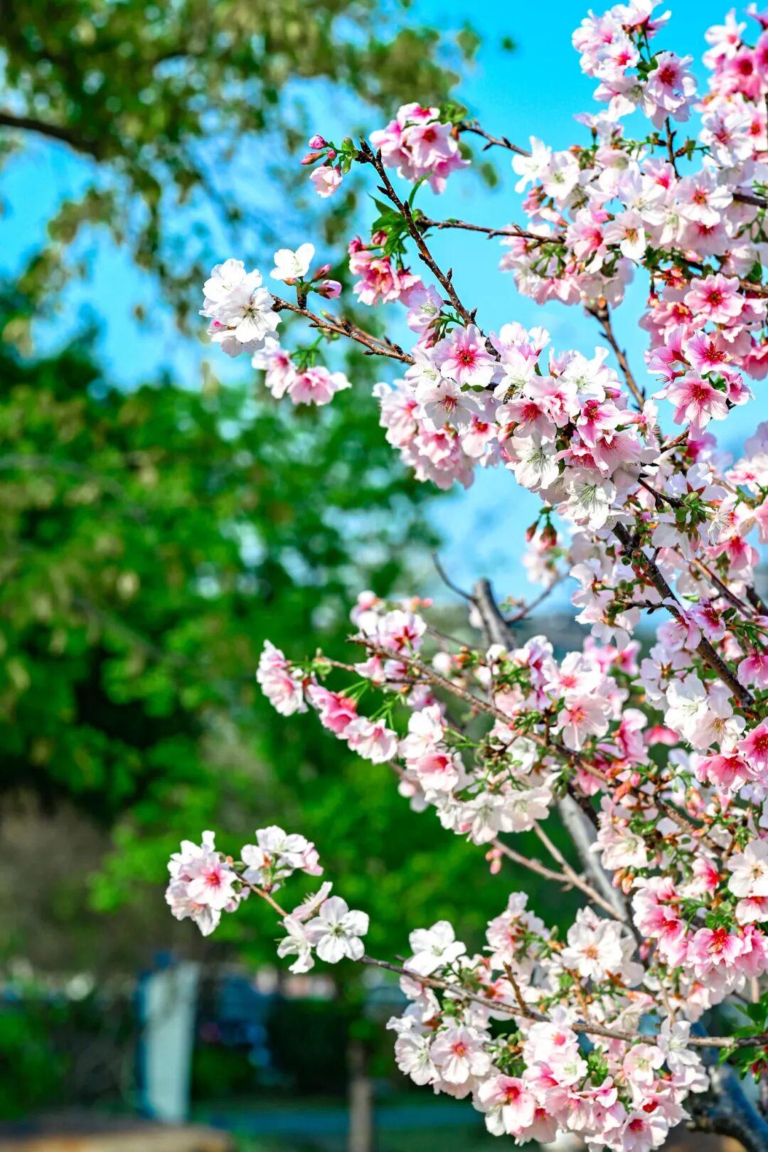 藏不住了!正成片绽放!就在晋安湖公园周边 藏不住了!正成片绽放!就在晋安湖公园周边