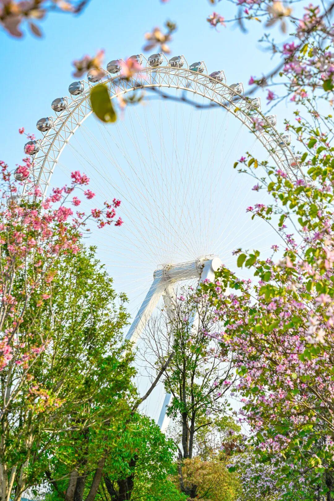 藏不住了!正成片绽放!就在晋安湖公园周边 藏不住了!正成片绽放!就在晋安湖公园周边