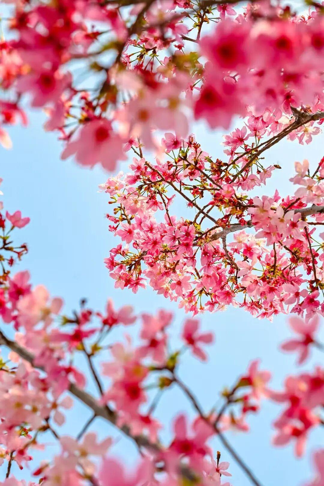 藏不住了!正成片绽放!就在晋安湖公园周边 藏不住了!正成片绽放!就在晋安湖公园周边