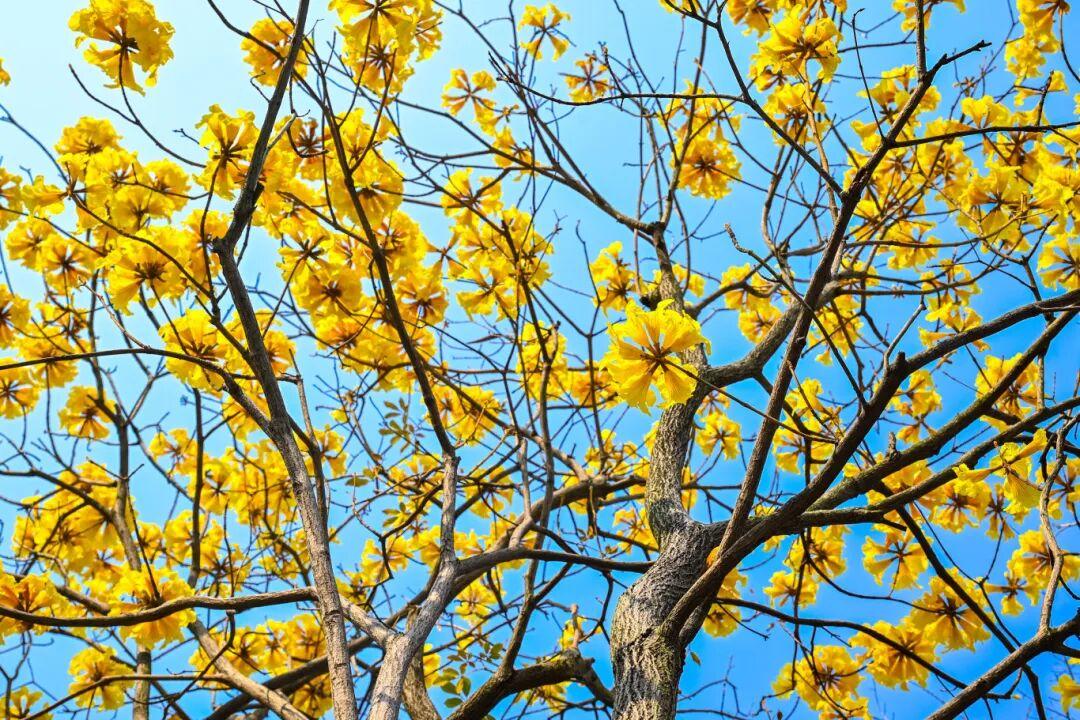 藏不住了!正成片绽放!就在晋安湖公园周边 藏不住了!正成片绽放!就在晋安湖公园周边