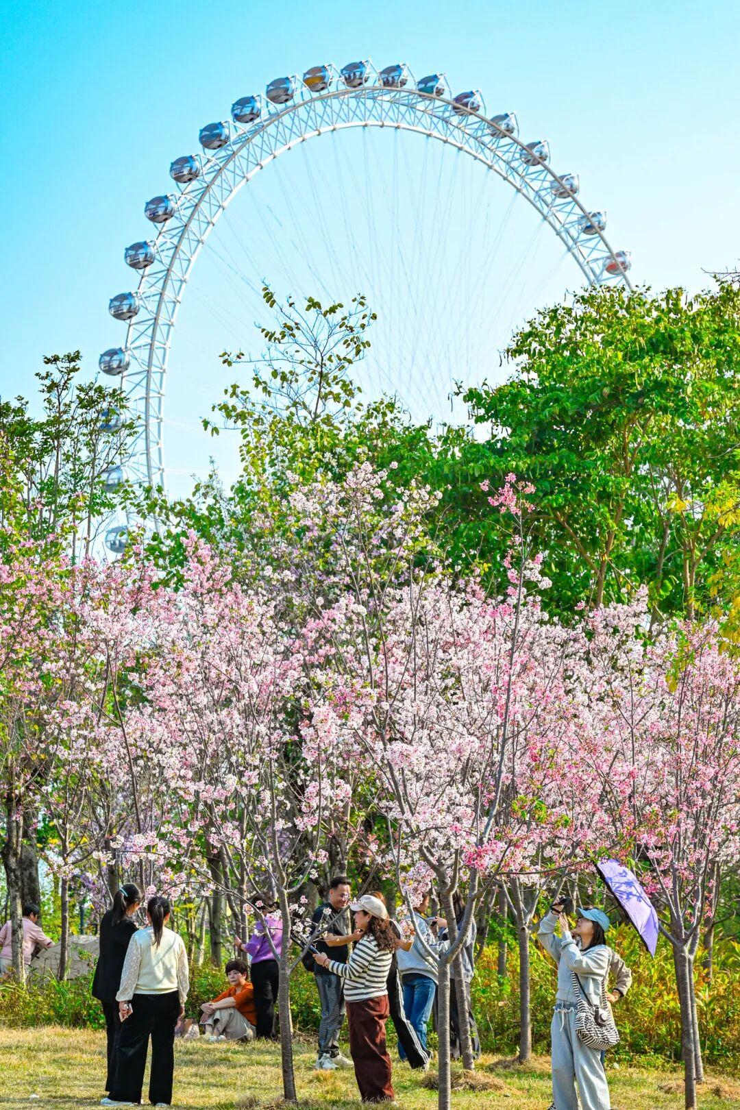 藏不住了!正成片绽放!就在晋安湖公园周边 藏不住了!正成片绽放!就在晋安湖公园周边