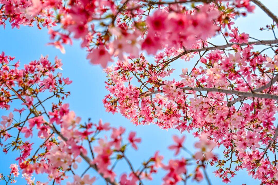 藏不住了!正成片绽放!就在晋安湖公园周边 藏不住了!正成片绽放!就在晋安湖公园周边