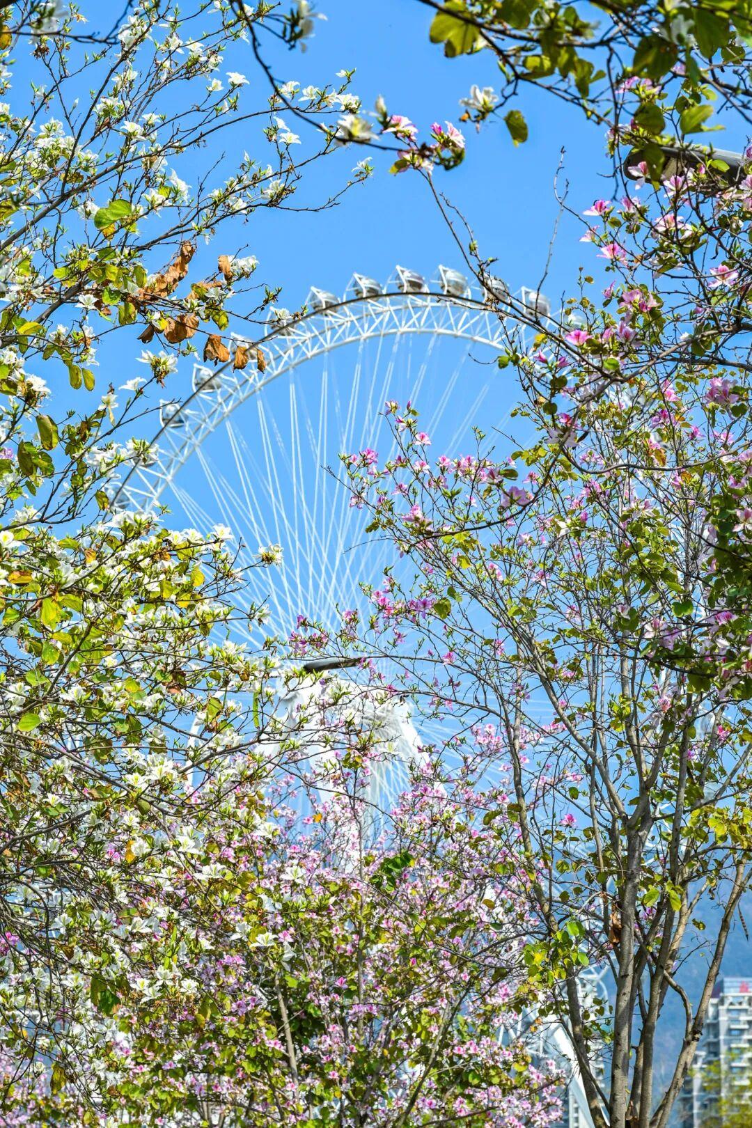 藏不住了!正成片绽放!就在晋安湖公园周边 藏不住了!正成片绽放!就在晋安湖公园周边