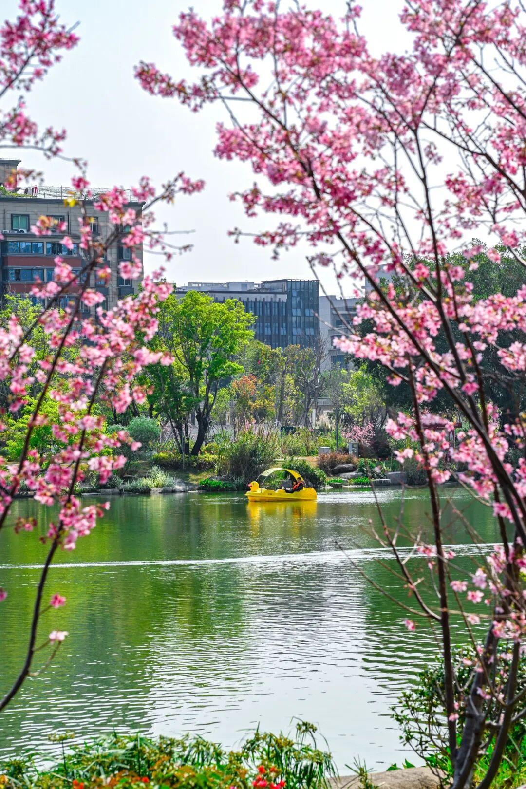 藏不住了!正成片绽放!就在晋安湖公园周边 藏不住了!正成片绽放!就在晋安湖公园周边