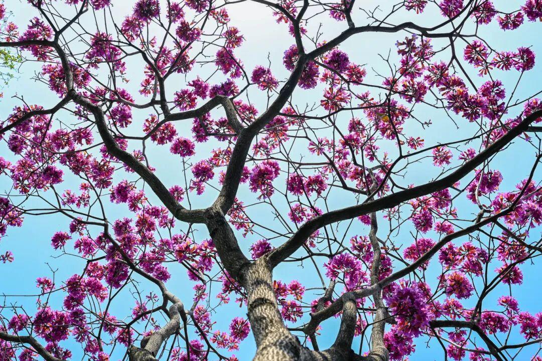 藏不住了!正成片绽放!就在晋安湖公园周边 藏不住了!正成片绽放!就在晋安湖公园周边