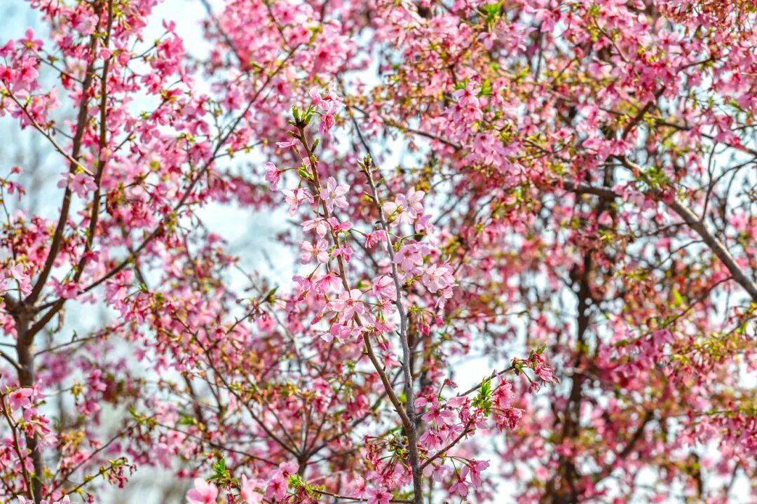 藏不住了!正成片绽放!就在晋安湖公园周边 藏不住了!正成片绽放!就在晋安湖公园周边