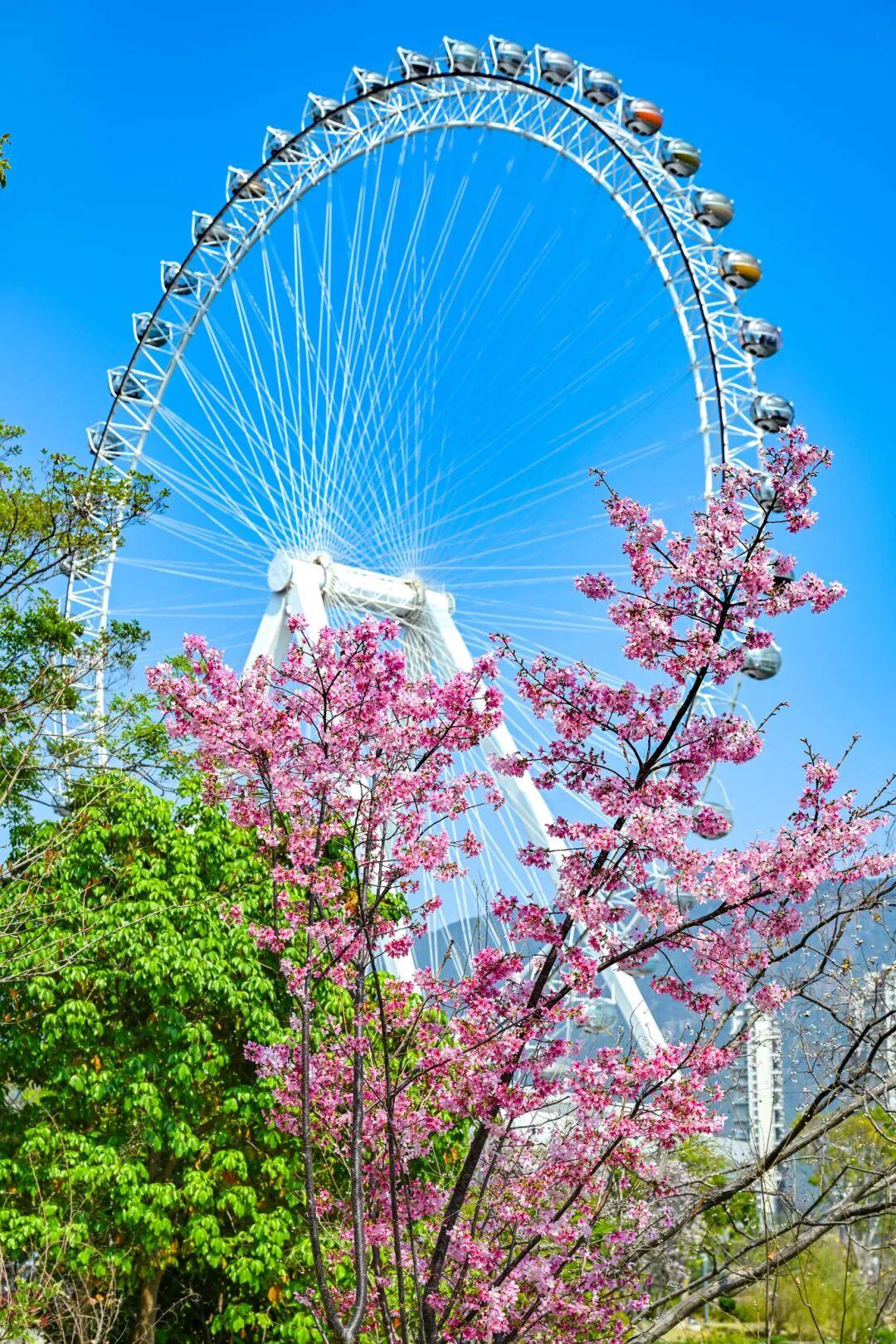 藏不住了!正成片绽放!就在晋安湖公园周边 藏不住了!正成片绽放!就在晋安湖公园周边