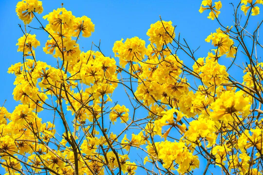 藏不住了!正成片绽放!就在晋安湖公园周边 藏不住了!正成片绽放!就在晋安湖公园周边