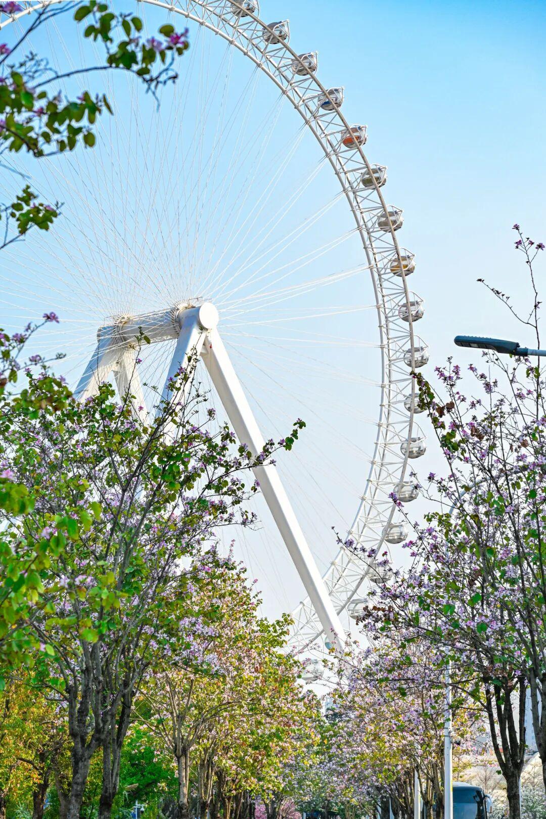 藏不住了!正成片绽放!就在晋安湖公园周边 藏不住了!正成片绽放!就在晋安湖公园周边