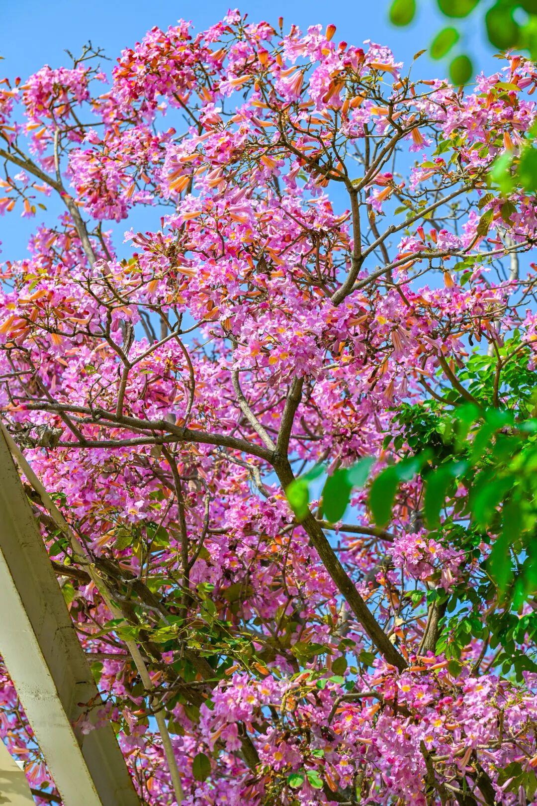 藏不住了!正成片绽放!就在晋安湖公园周边 藏不住了!正成片绽放!就在晋安湖公园周边