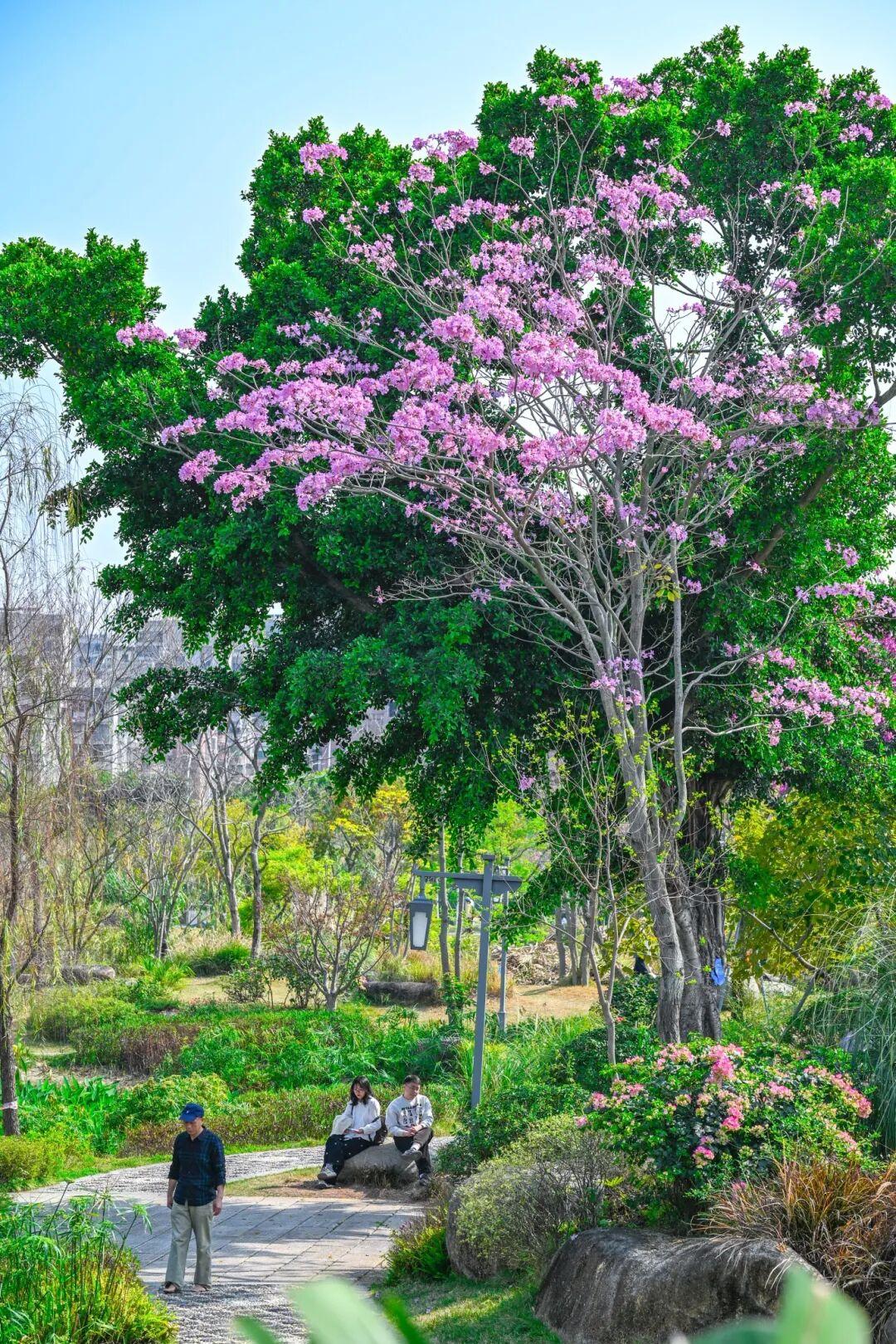 藏不住了!正成片绽放!就在晋安湖公园周边 藏不住了!正成片绽放!就在晋安湖公园周边