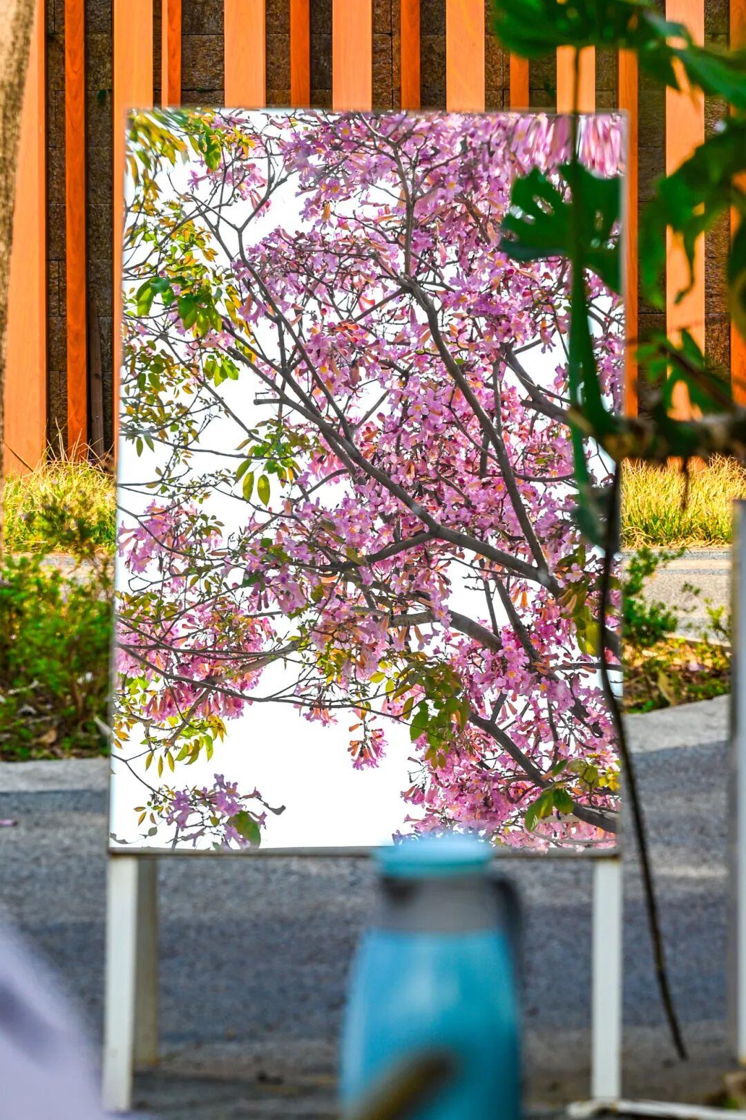 藏不住了!正成片绽放!就在晋安湖公园周边 藏不住了!正成片绽放!就在晋安湖公园周边