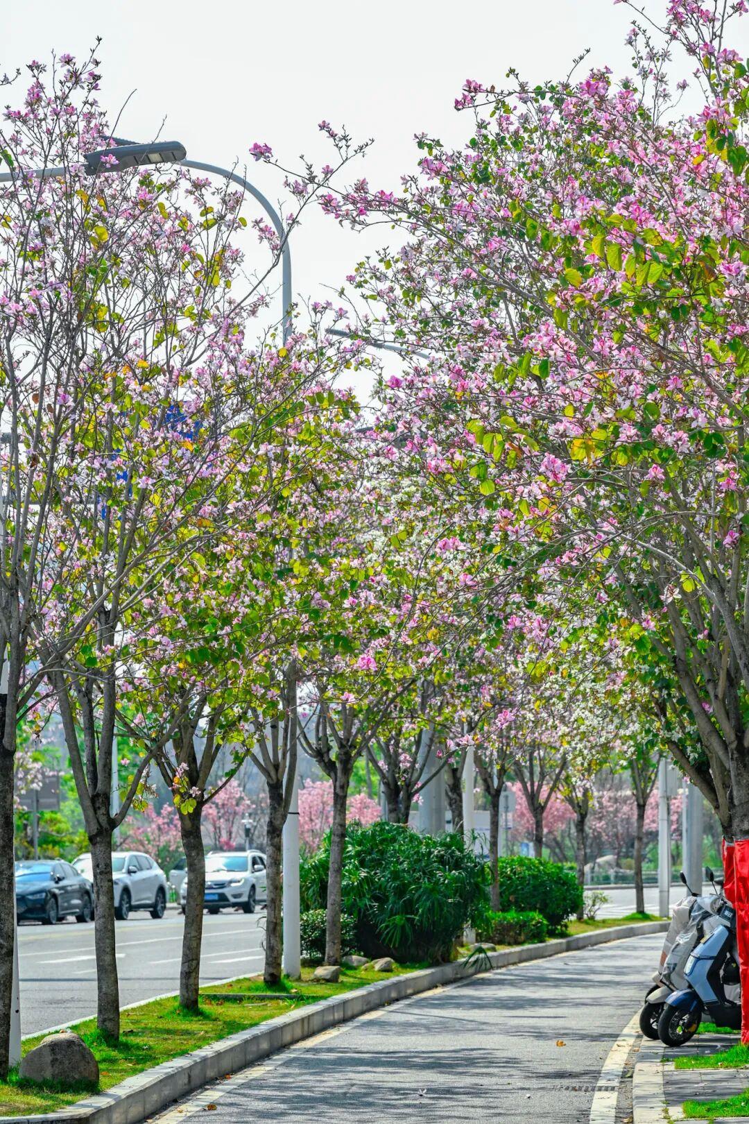 藏不住了!正成片绽放!就在晋安湖公园周边 藏不住了!正成片绽放!就在晋安湖公园周边