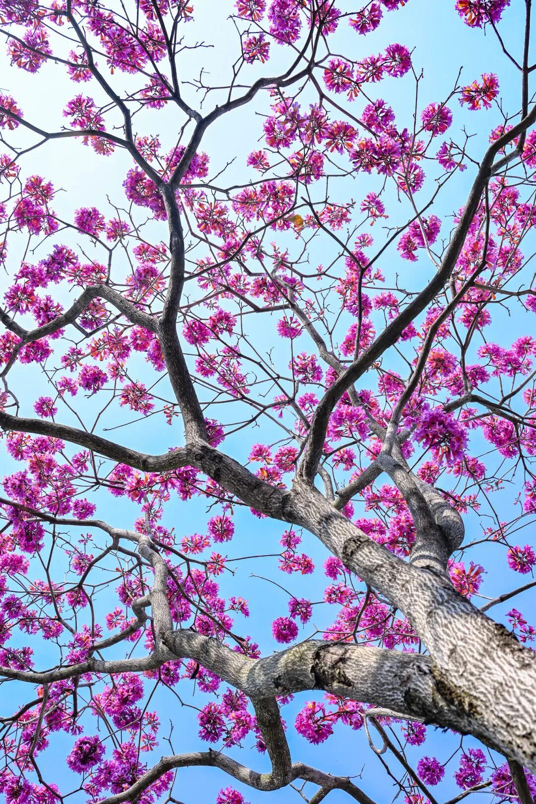 藏不住了!正成片绽放!就在晋安湖公园周边 藏不住了!正成片绽放!就在晋安湖公园周边