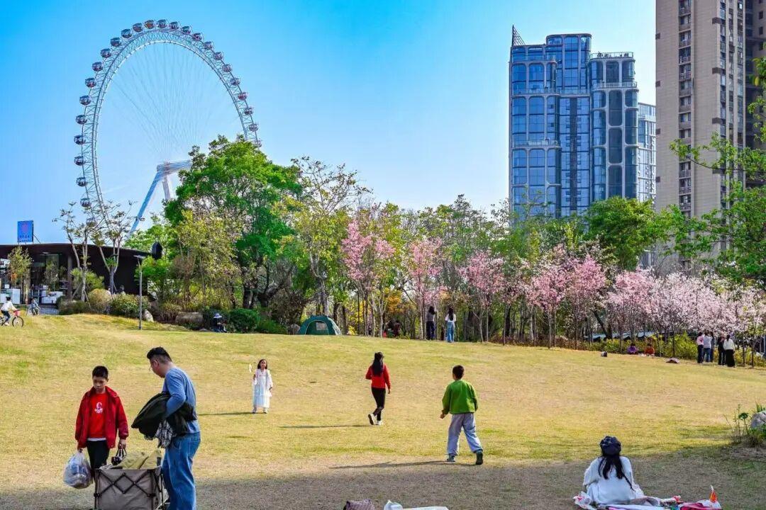 藏不住了!正成片绽放!就在晋安湖公园周边 藏不住了!正成片绽放!就在晋安湖公园周边