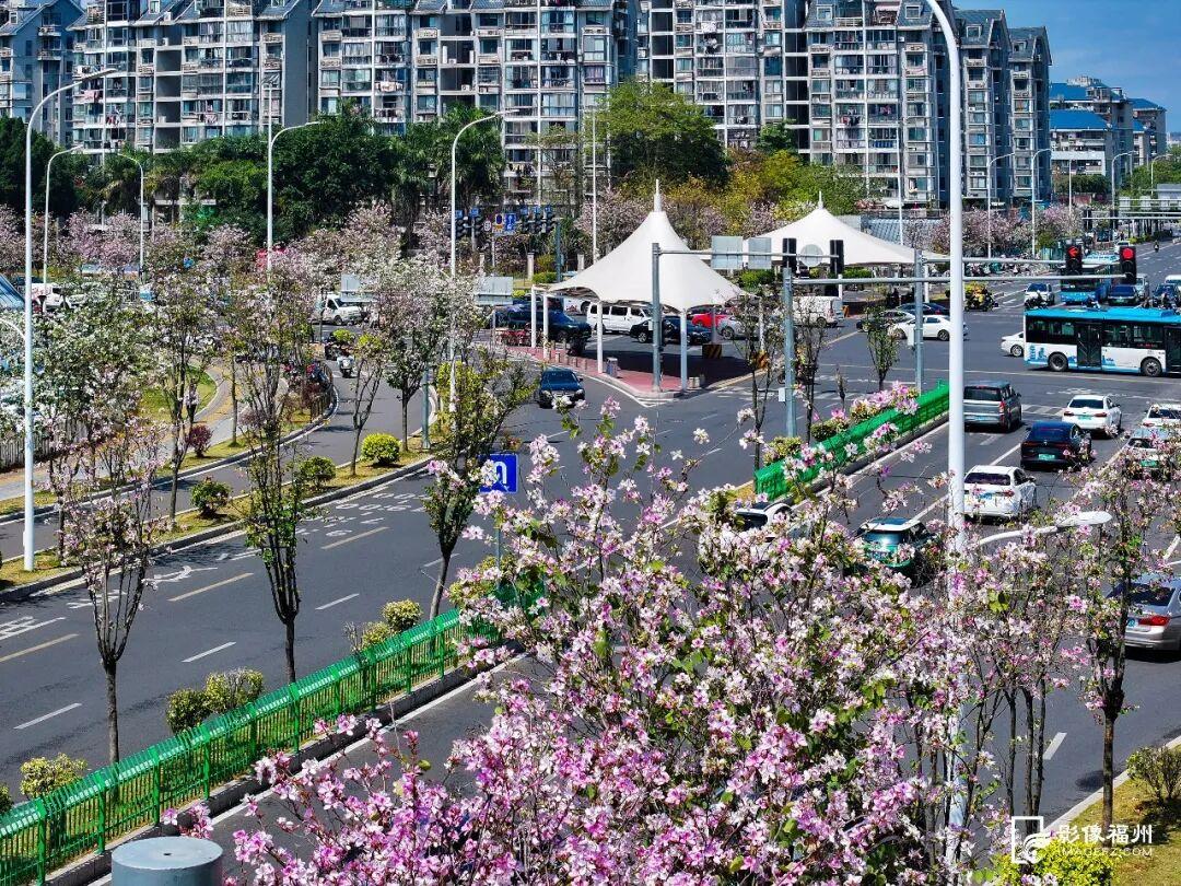 粉色限定！福州春日浪漫上新