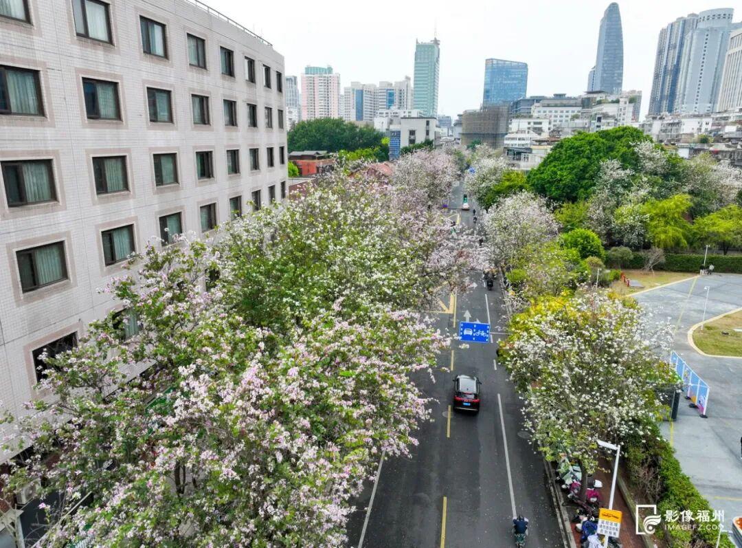 粉色限定！福州春日浪漫上新