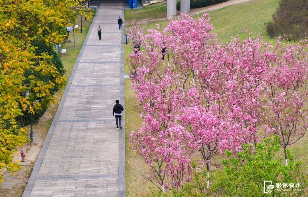 粉色限定！福州春日浪漫上新