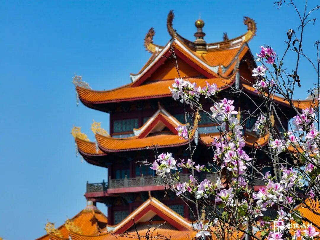 粉色限定！福州春日浪漫上新