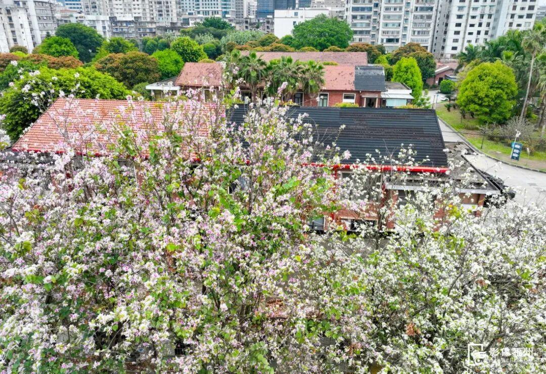 粉色限定！福州春日浪漫上新