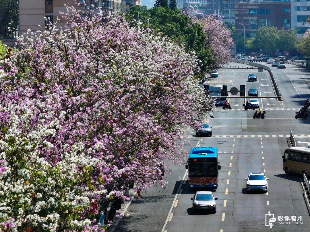 粉色限定！福州春日浪漫上新