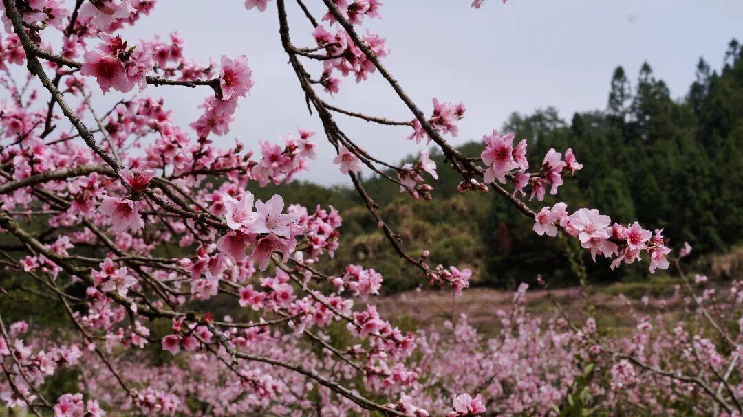 走！去闽清下祝，赴一场春日的“桃”之夭夭