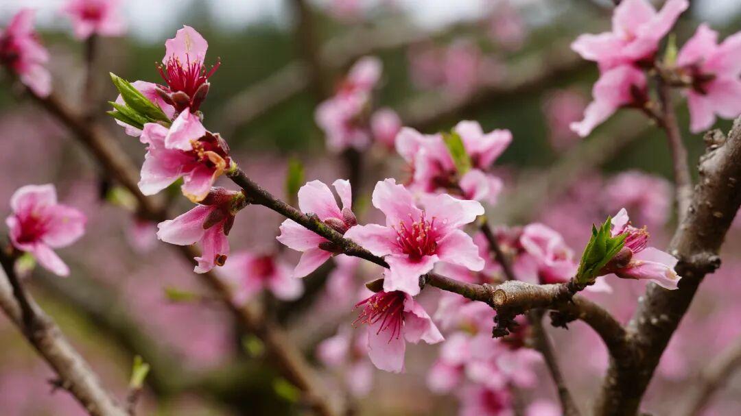 走！去闽清下祝，赴一场春日的“桃”之夭夭