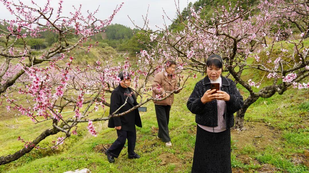 走！去闽清下祝，赴一场春日的“桃”之夭夭