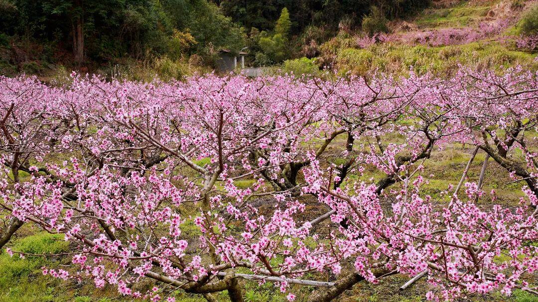 走！去闽清下祝，赴一场春日的“桃”之夭夭