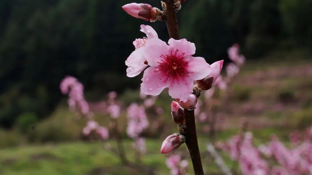 走！去闽清下祝，赴一场春日的“桃”之夭夭