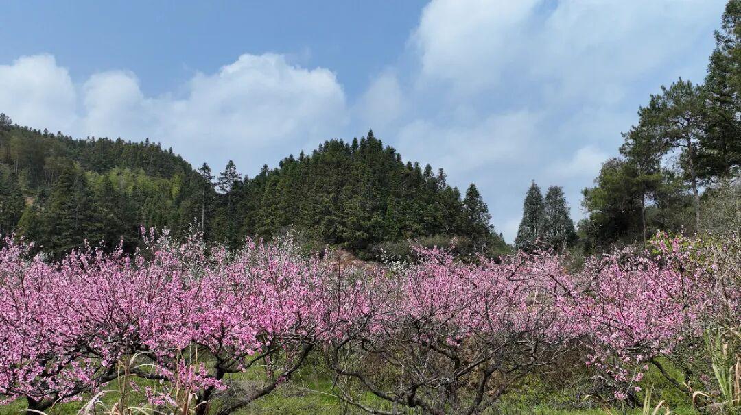 走！去闽清下祝，赴一场春日的“桃”之夭夭