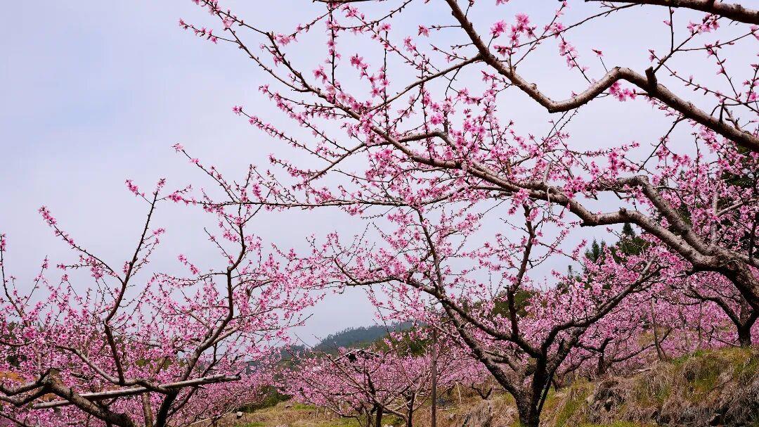 走！去闽清下祝，赴一场春日的“桃”之夭夭