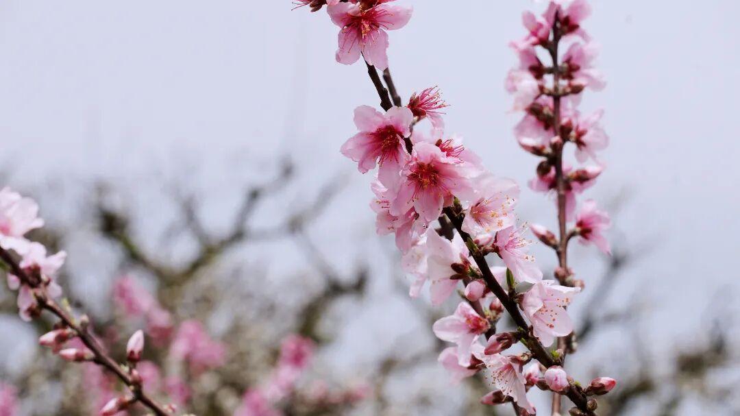 走！去闽清下祝，赴一场春日的“桃”之夭夭