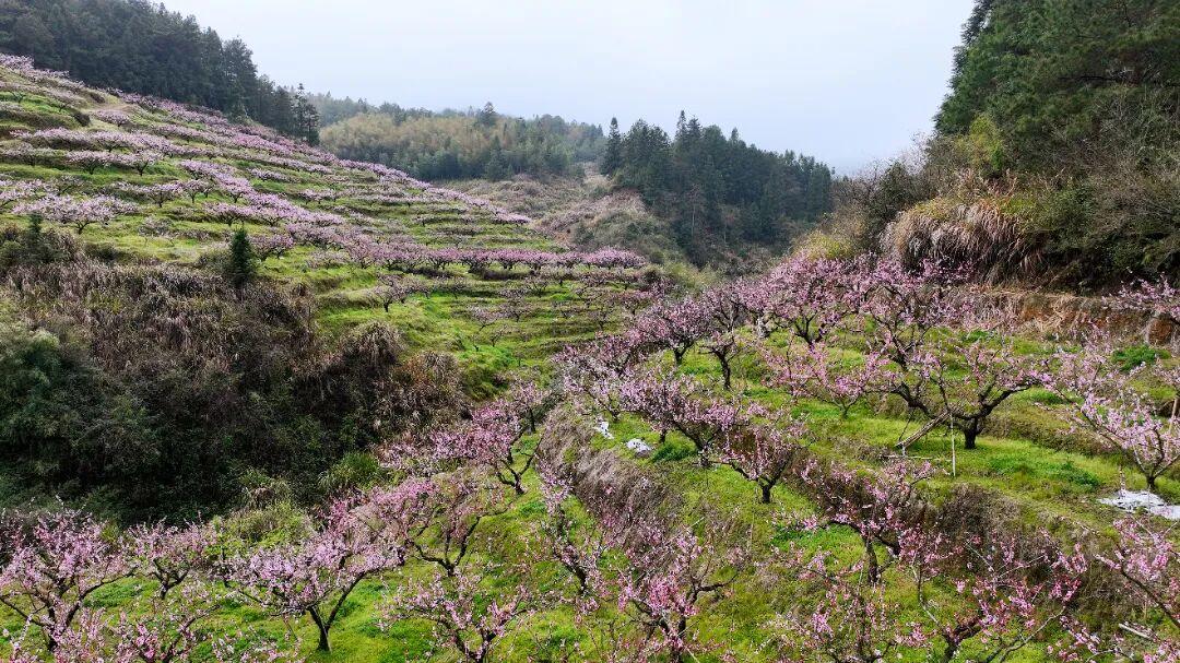 走！去闽清下祝，赴一场春日的“桃”之夭夭