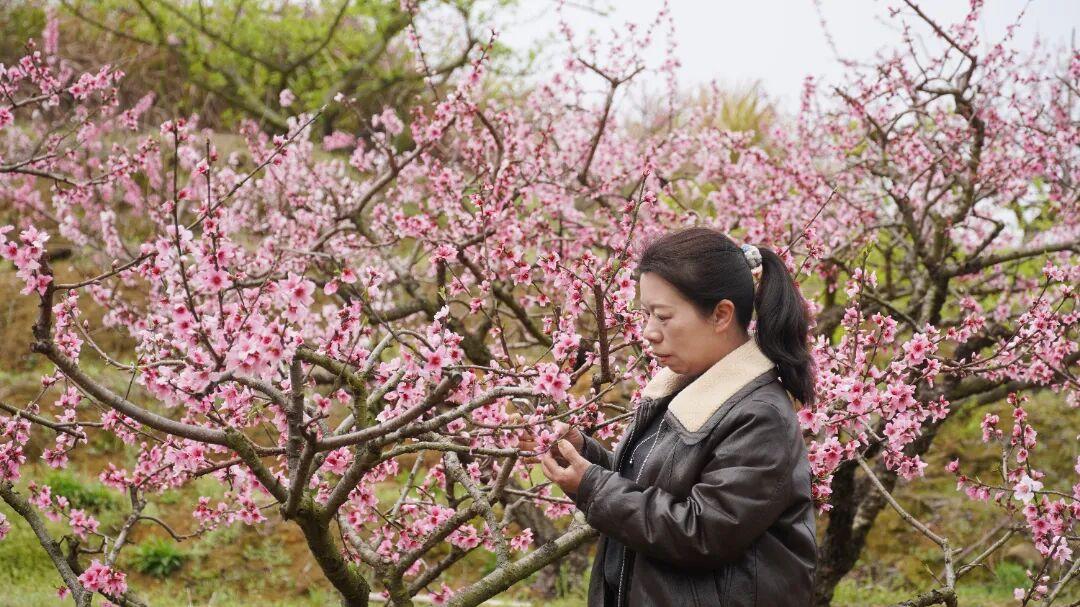 走！去闽清下祝，赴一场春日的“桃”之夭夭