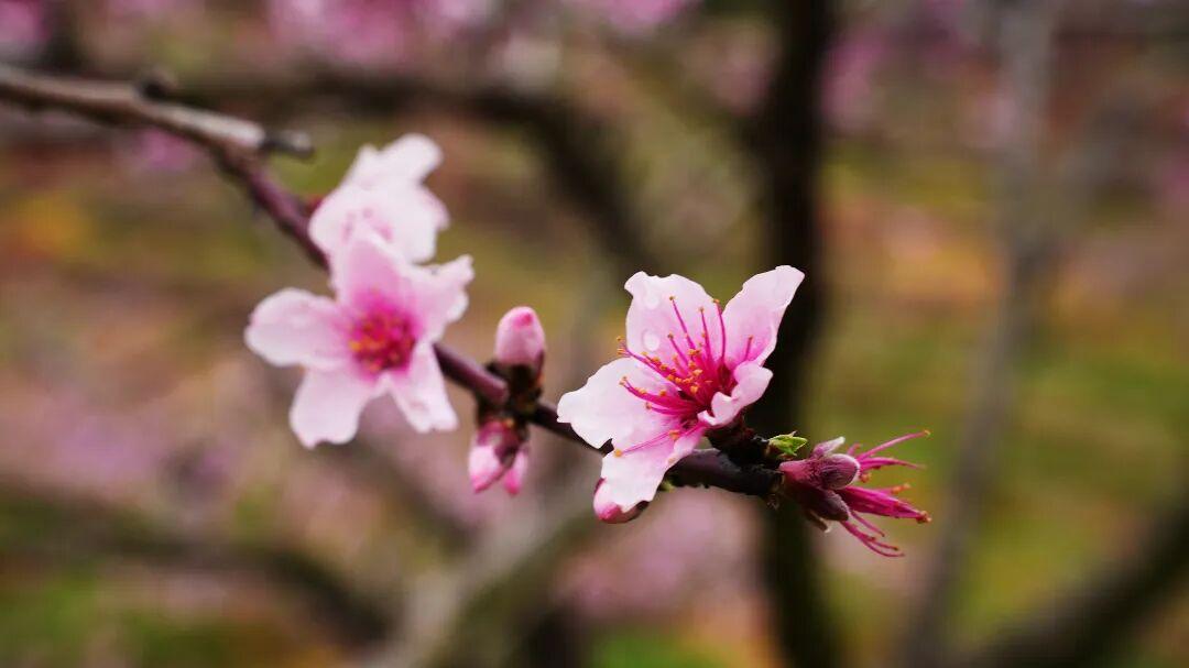 走！去闽清下祝，赴一场春日的“桃”之夭夭