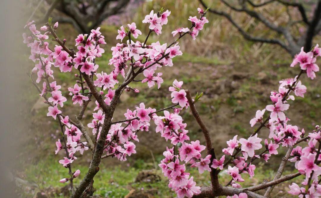 走！去闽清下祝，赴一场春日的“桃”之夭夭