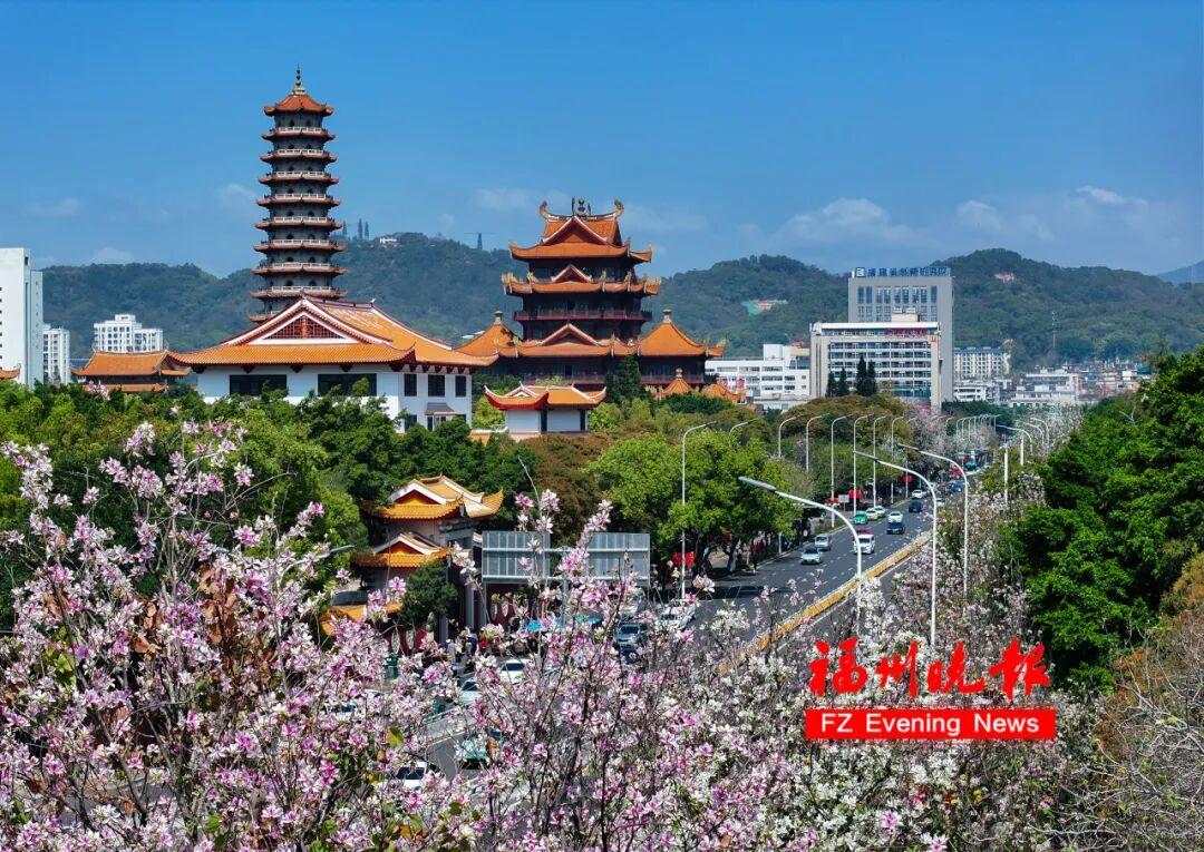 大片来了！福州工业路羊蹄甲，火了！