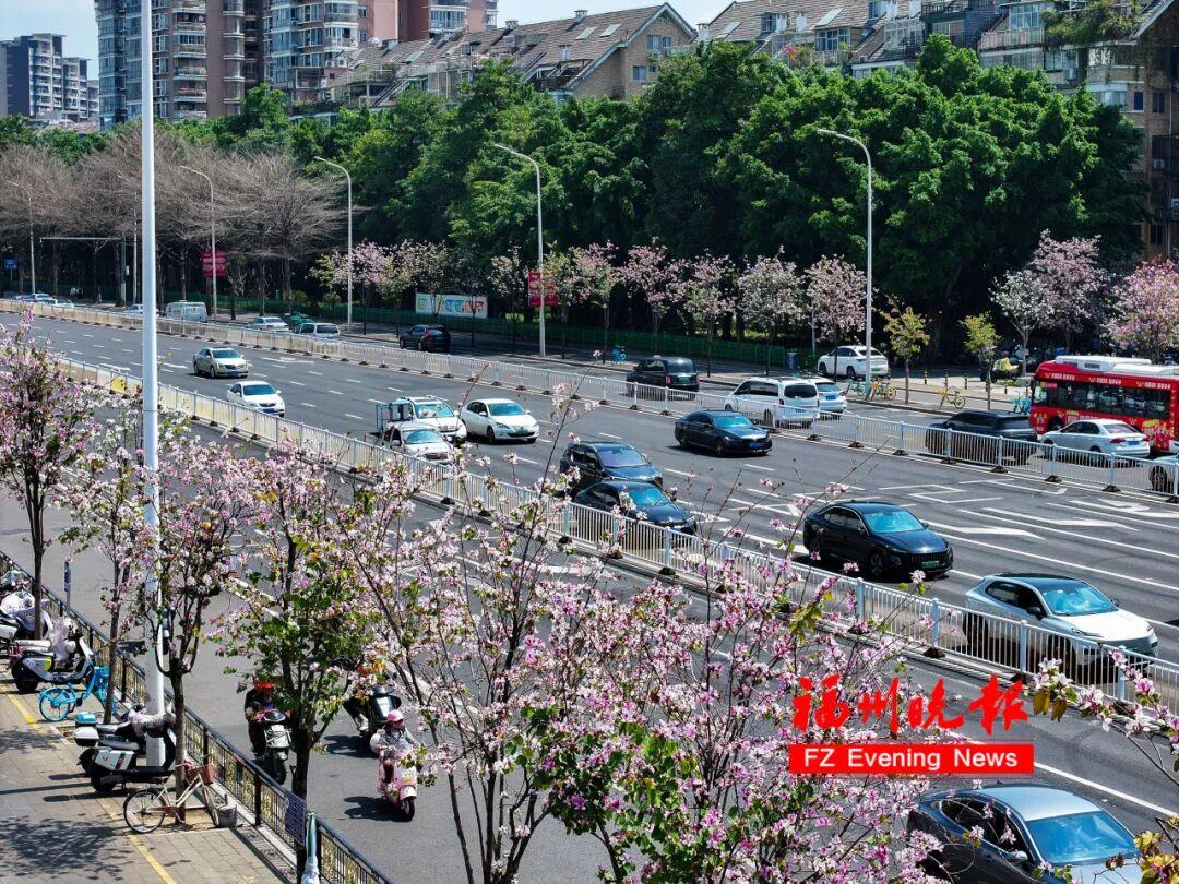 大片来了！福州工业路羊蹄甲，火了！