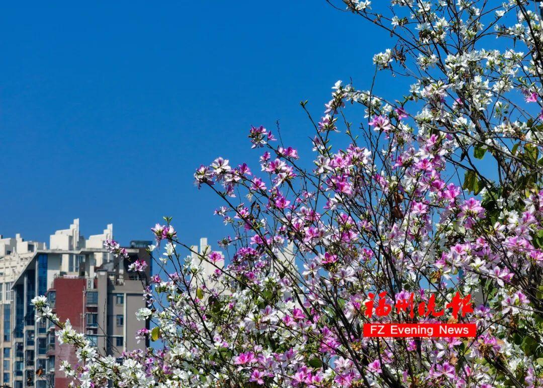 大片来了！福州工业路羊蹄甲，火了！