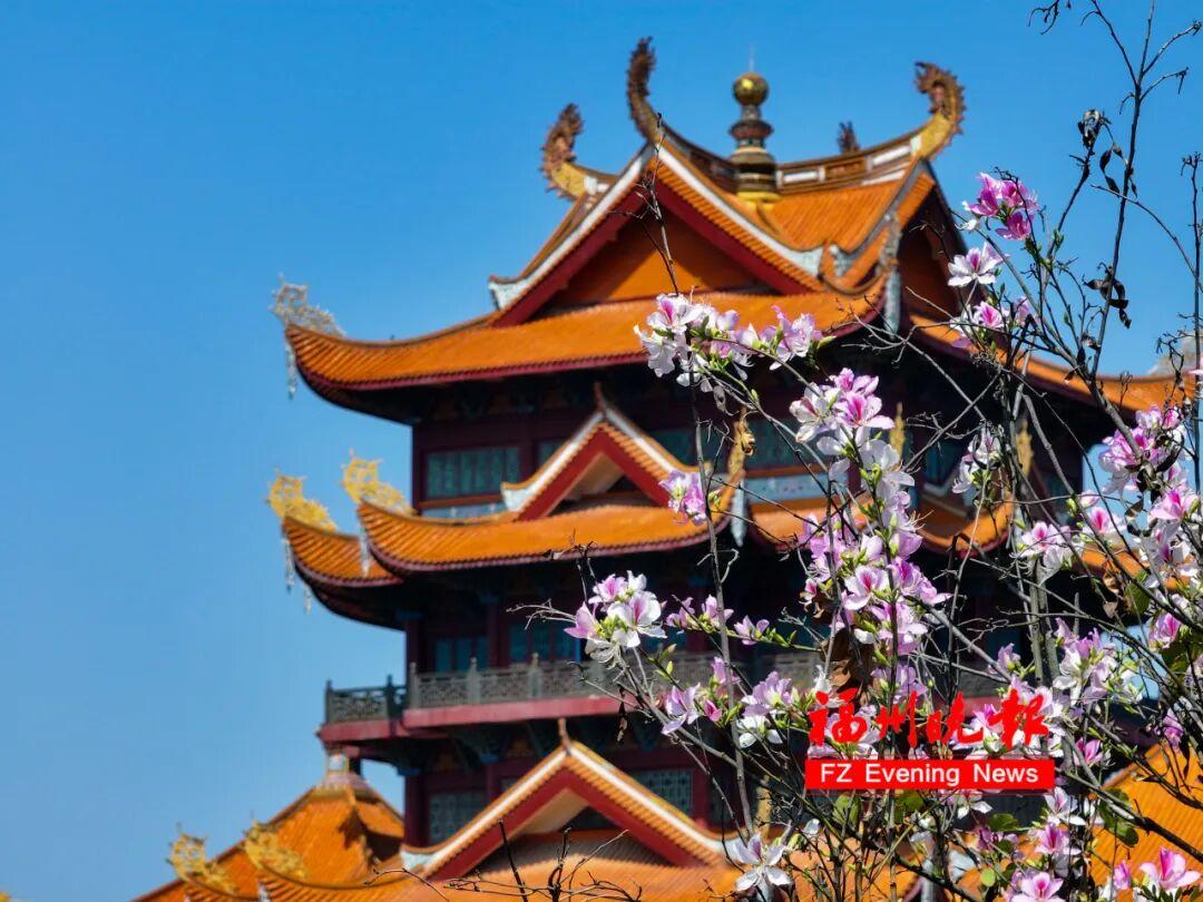 大片来了！福州工业路羊蹄甲，火了！