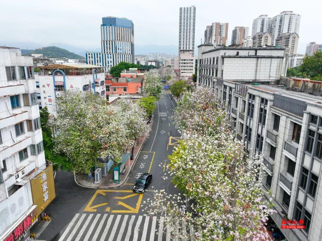 大片来了！福州工业路羊蹄甲，火了！