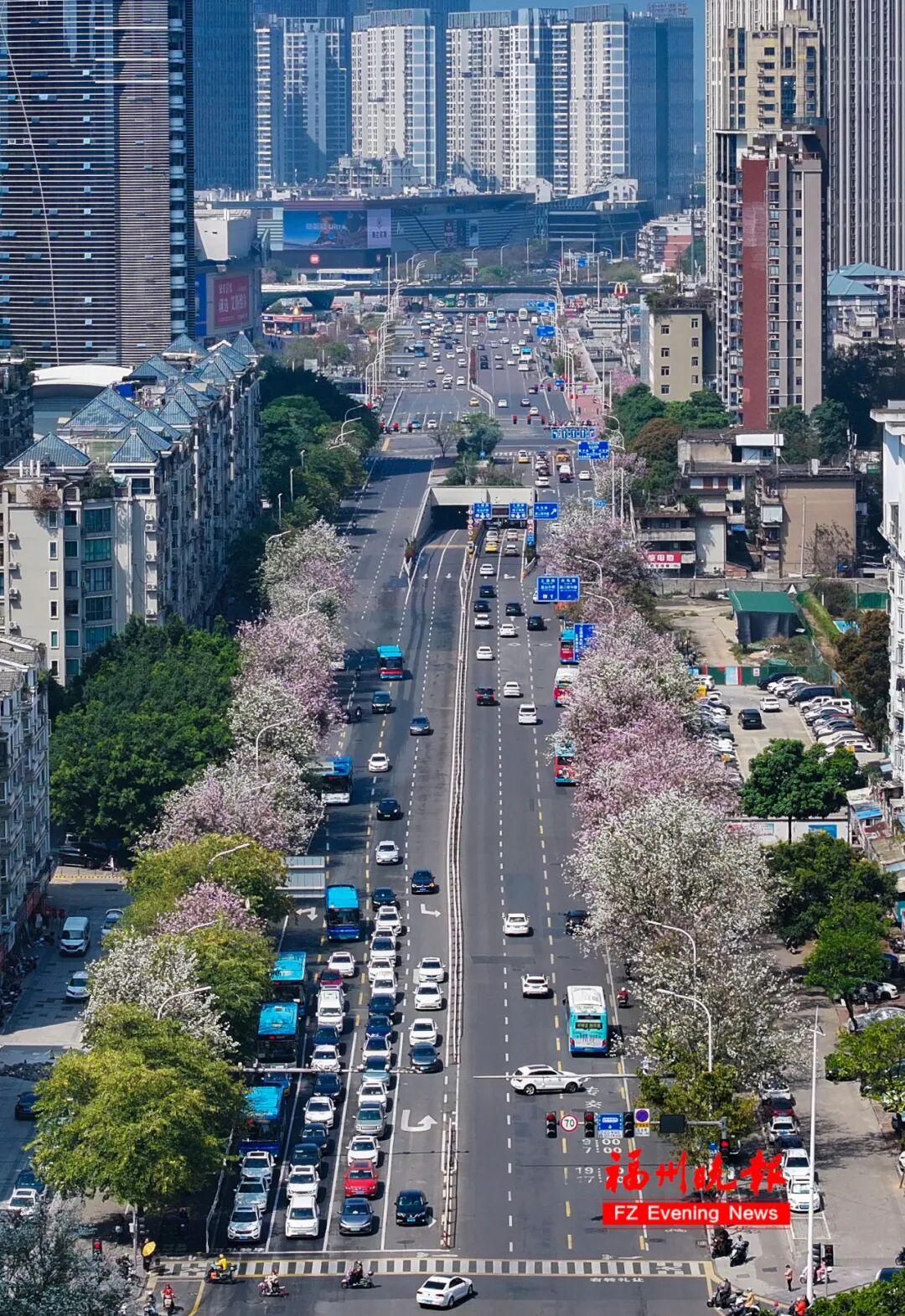 大片来了！福州工业路羊蹄甲，火了！