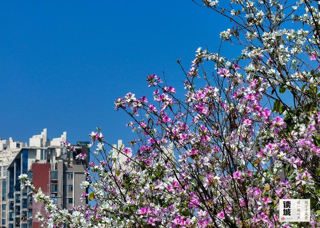读城｜工业路上羊蹄甲 花开花落近“不惑”